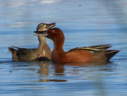 Cinnamon Teal